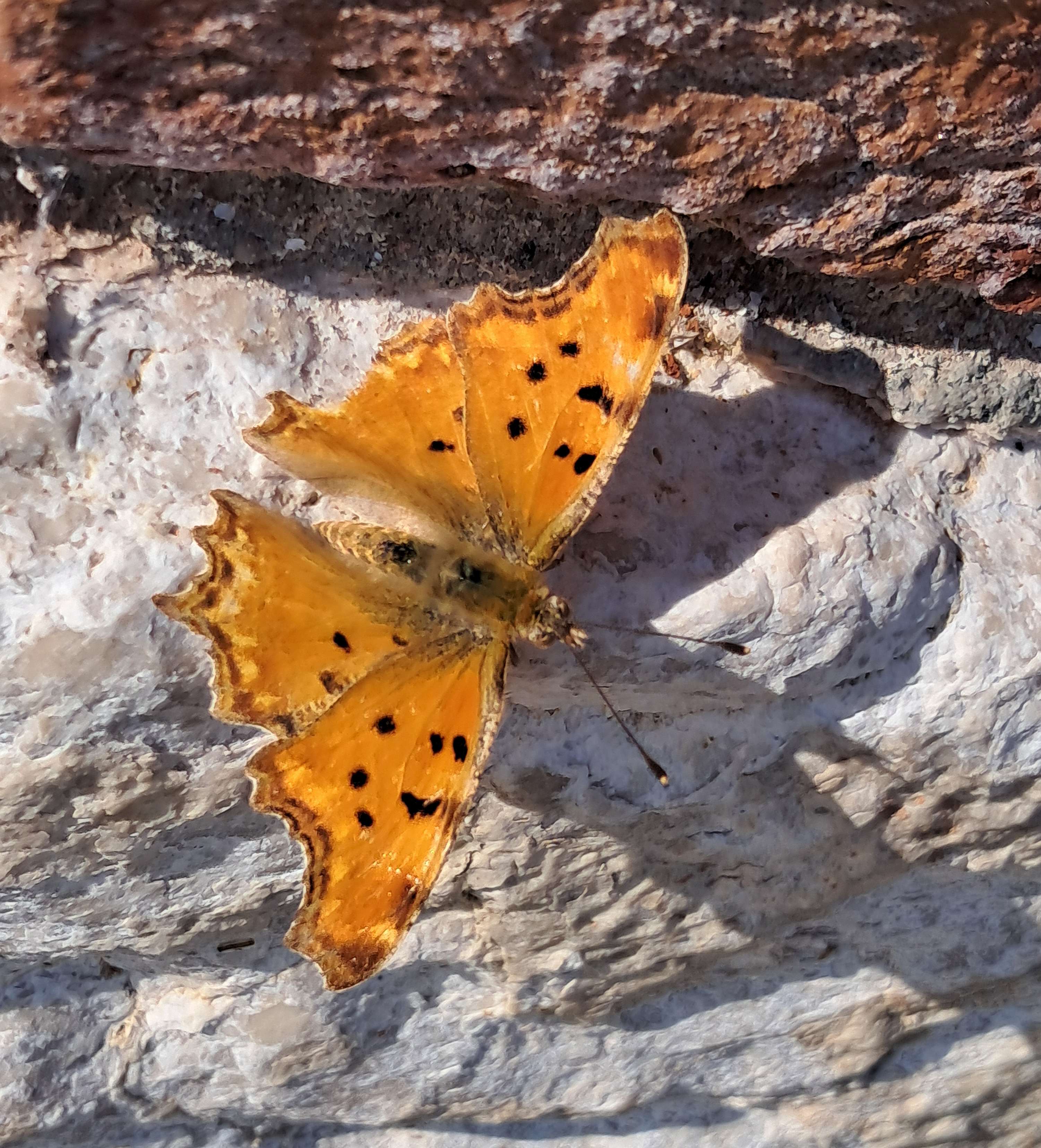 ((image Bol-but-seen-in-venice-Butterfly-20260605_1749.jpg should appear here.))