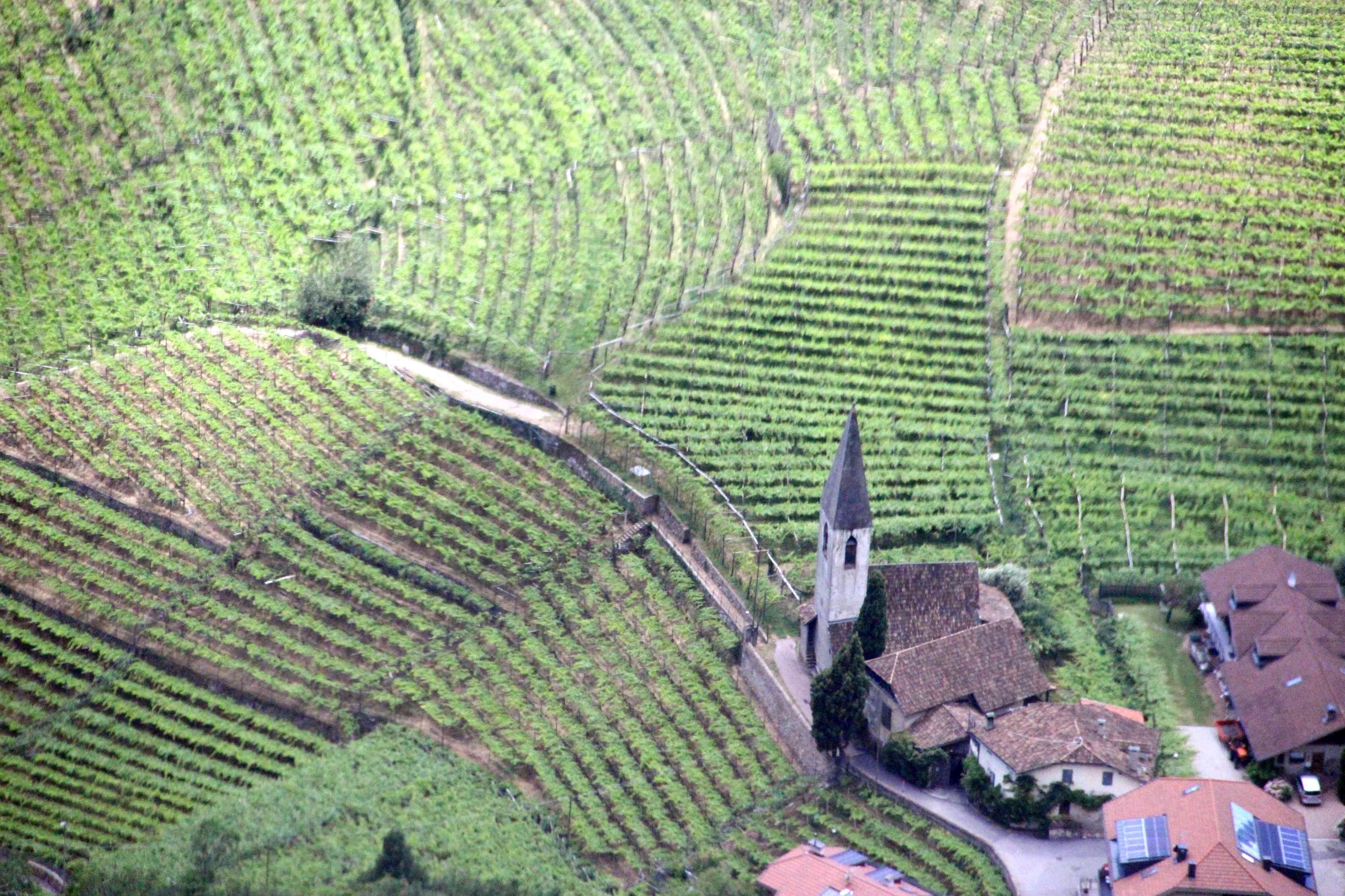 ((image bol-vineyard-below-cable-carM2516.jpg should appear here.))